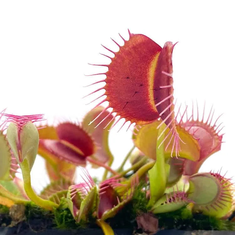 Dionaea muscipula “Kayan“ 大森食虫植物農園