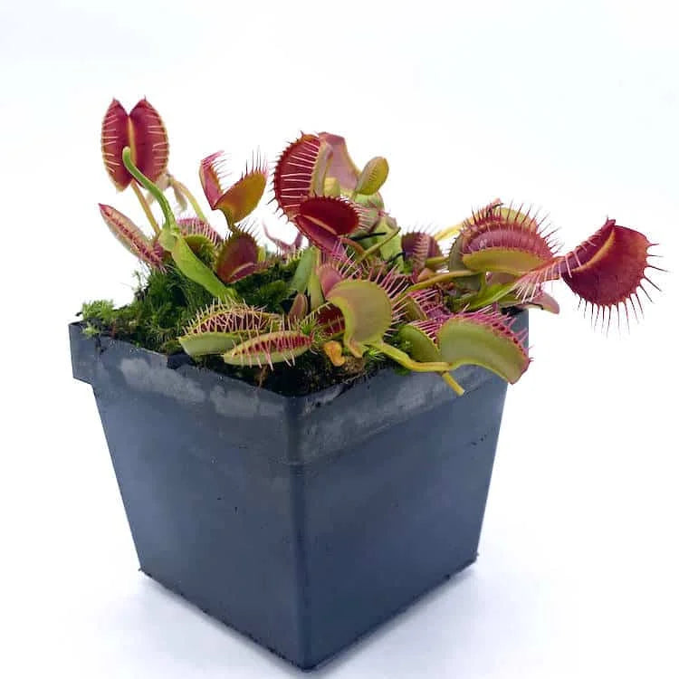 Dionaea muscipula „Kayan“ 大森食虫植物農園