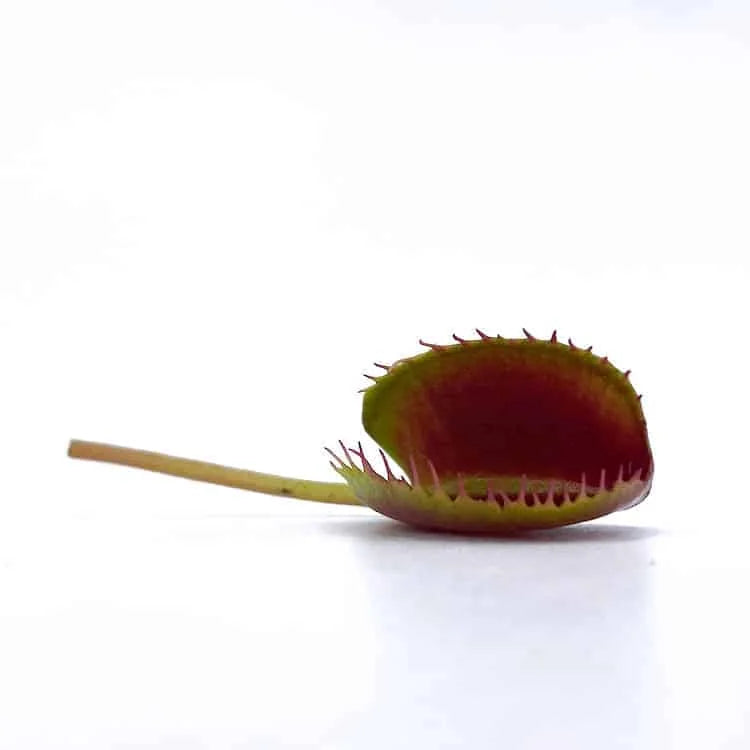 Dionaea muscipula „Korean Melody Shark Teeth“ 大森食虫植物農園