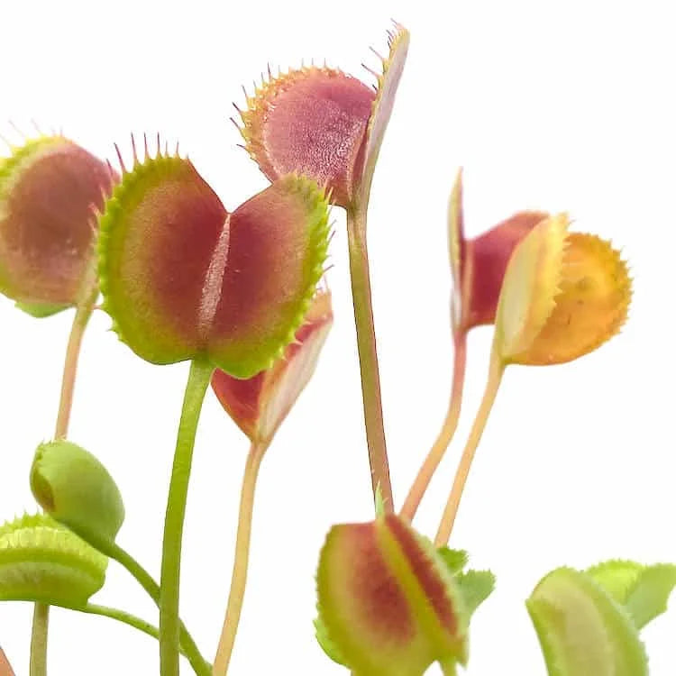 Dionaea muscipula „Korean Melody Shark Teeth“ 大森食虫植物農園