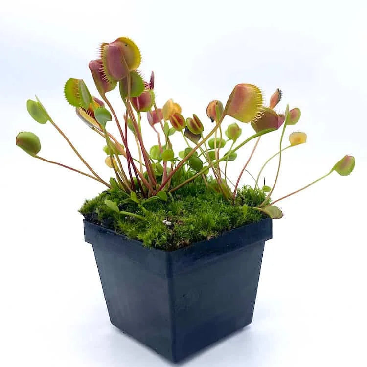Dionaea muscipula „Korean Melody Shark Teeth“ 大森食虫植物農園