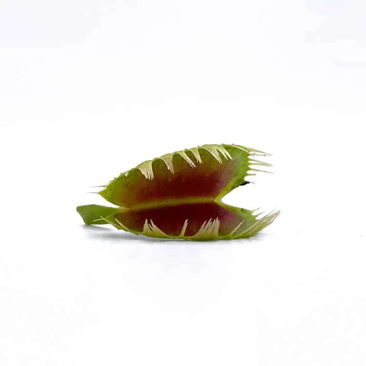 Dionaea muscipula „Louchapates“ 大森食虫植物農園