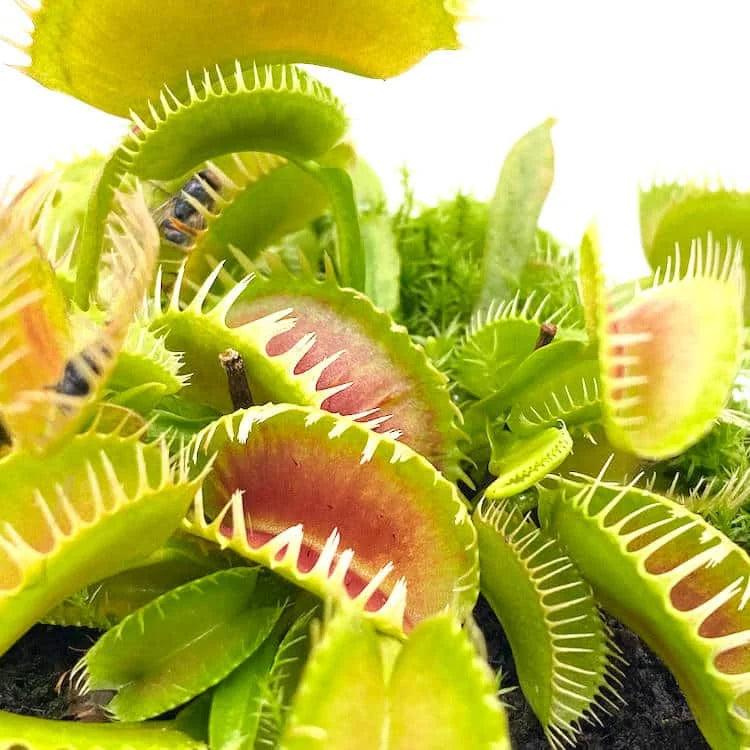 Dionaea muscipula “Louchapates“ 大森食虫植物農園