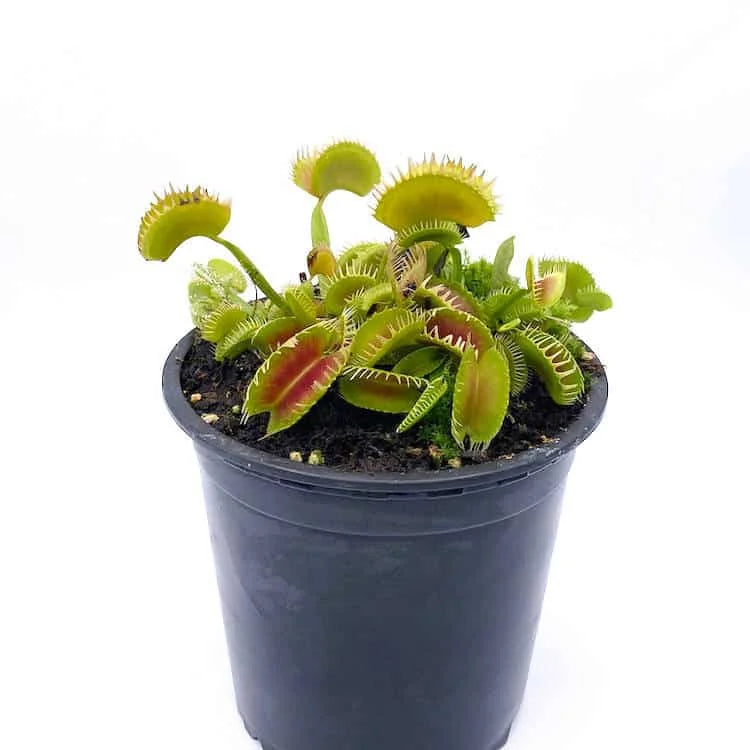 Dionaea muscipula „Louchapates“ 大森食虫植物農園