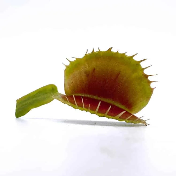 Dionaea muscipula „Low Giant x Big Trap Red Giant“ 大森食虫植物農園