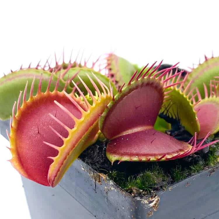 Dionaea muscipula „Low Giant x Big Trap Red Giant“ 大森食虫植物農園
