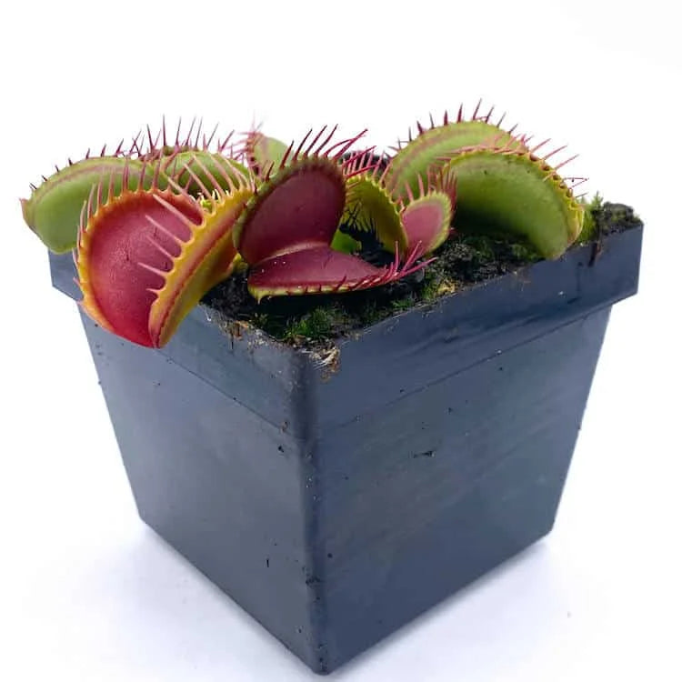 Dionaea muscipula “Low Giant x Big Trap Red Giant“ 大森食虫植物農園