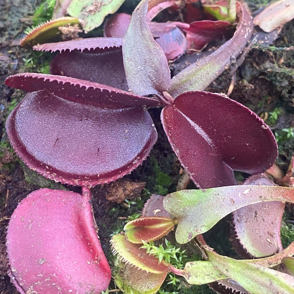 Dionaea muscipula „Microdent All Red“ 大森食虫植物農園