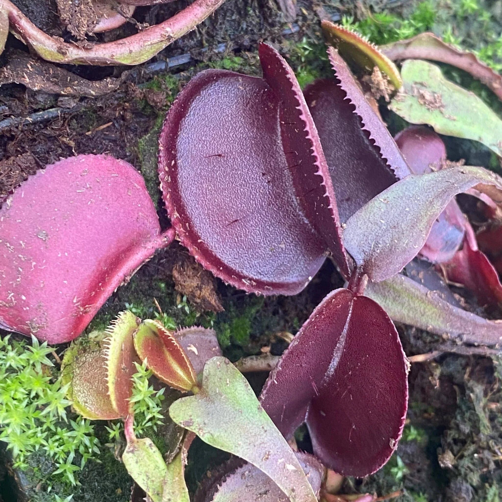 Dionaea muscipula „Microdent All Red“ 大森食虫植物農園