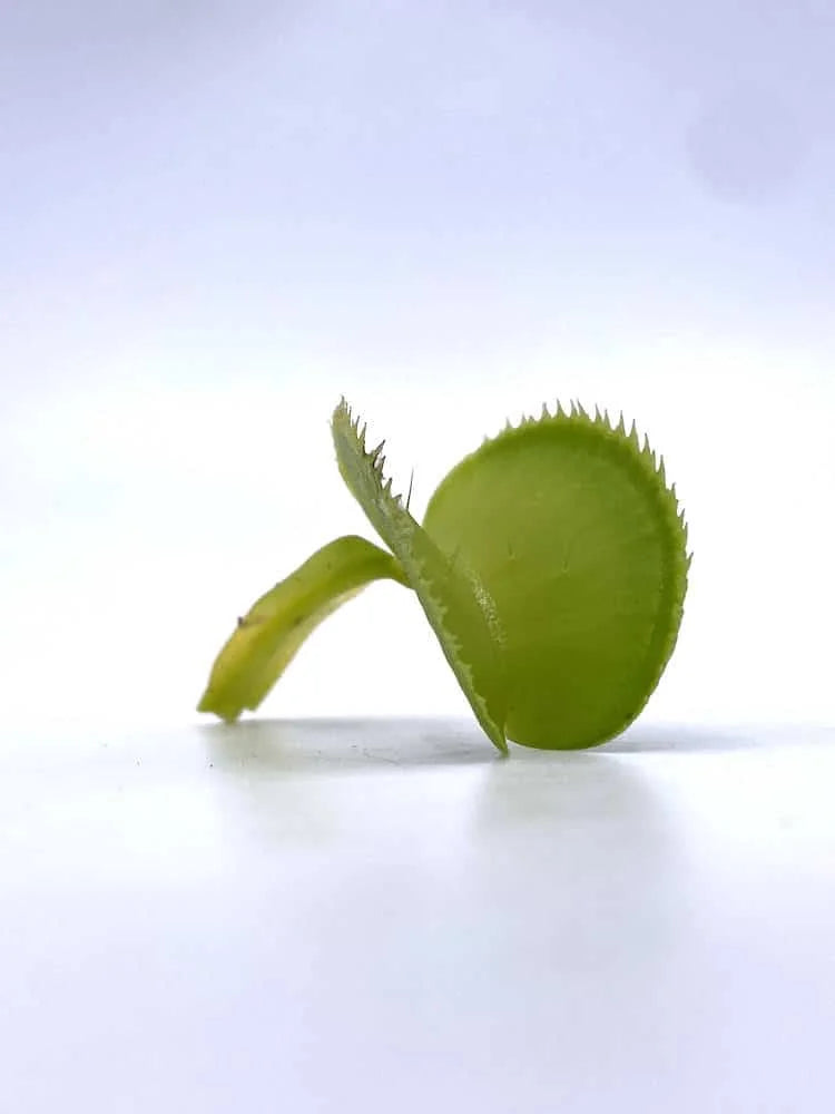 Dionaea muscipula “Microdent Green“ 大森食虫植物農園