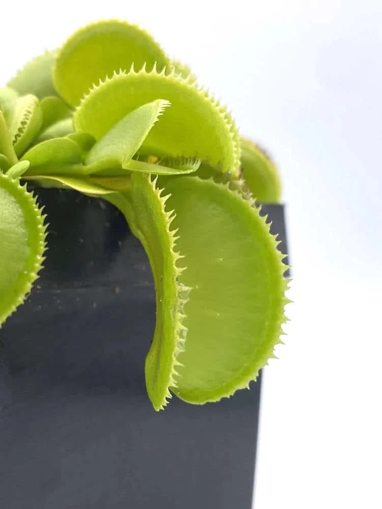 Dionaea muscipula „Microdent Green“ 大森食虫植物農園