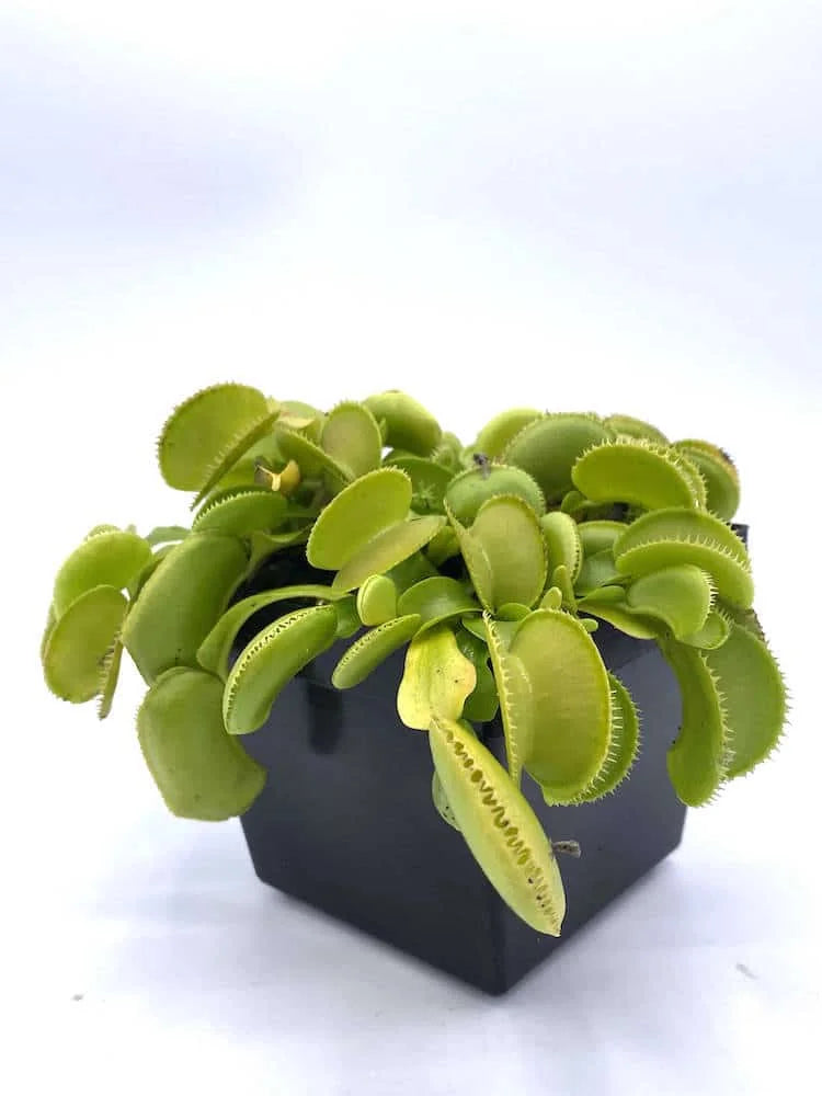 Dionaea muscipula „Microdent Green“ 大森食虫植物農園