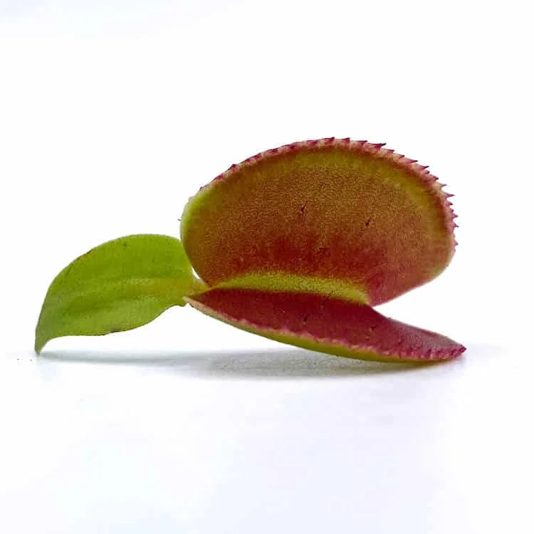 Dionaea muscipula „Microdent“ 大森食虫植物農園