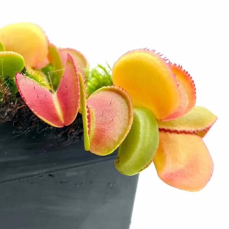 Dionaea muscipula „Microdent“ 大森食虫植物農園