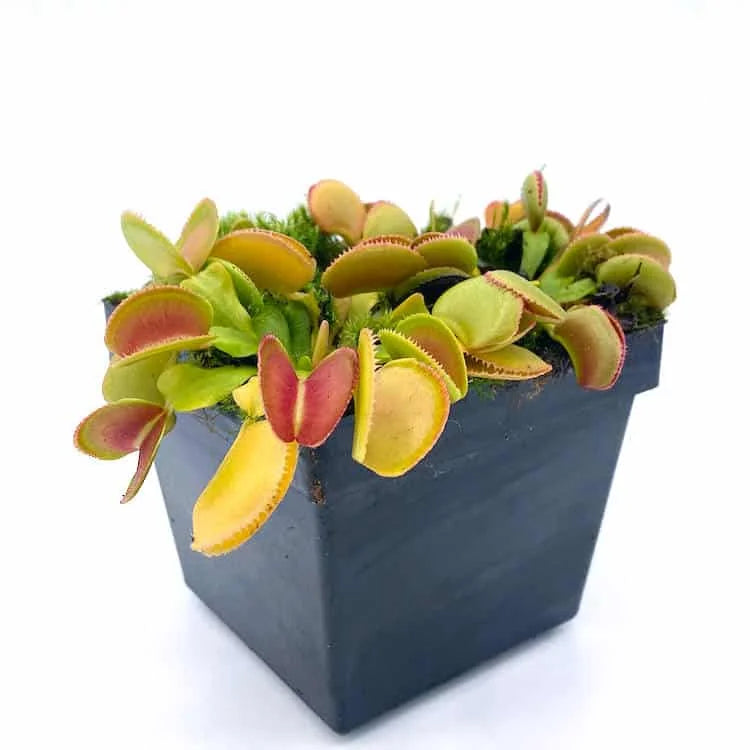 Dionaea muscipula “Microdent“ 大森食虫植物農園