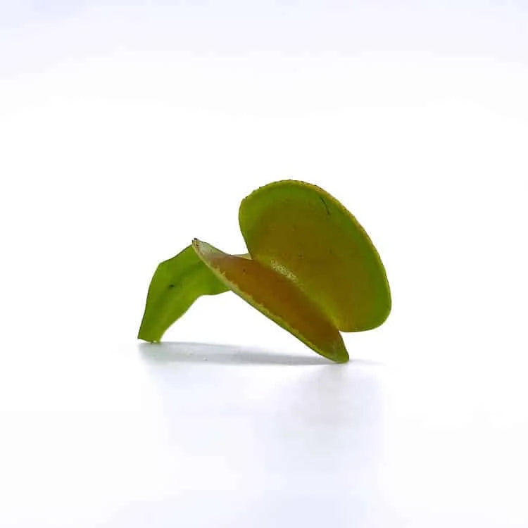 Dionaea muscipula „Microdent“, seedgrown 大森食虫植物農園
