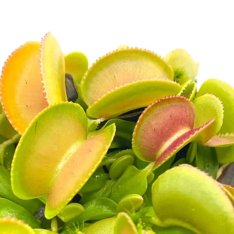 Dionaea muscipula „Microdent“, seedgrown 大森食虫植物農園