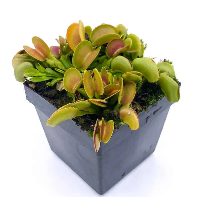 Dionaea muscipula „Microdent“, seedgrown 大森食虫植物農園