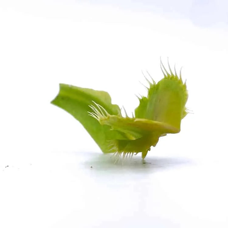 Dionaea muscipula “Mirror“ 大森食虫植物農園