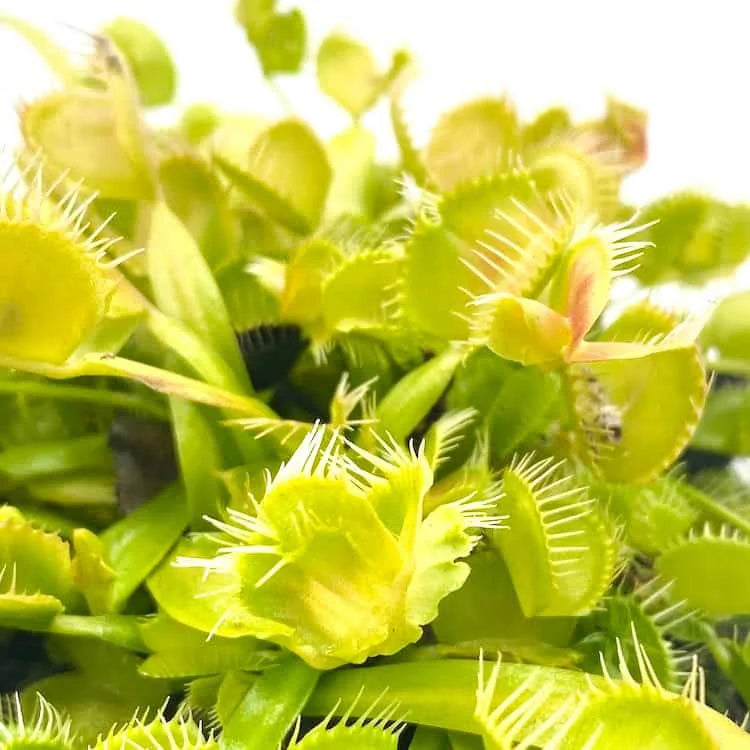 Dionaea muscipula „Mirror“ 大森食虫植物農園