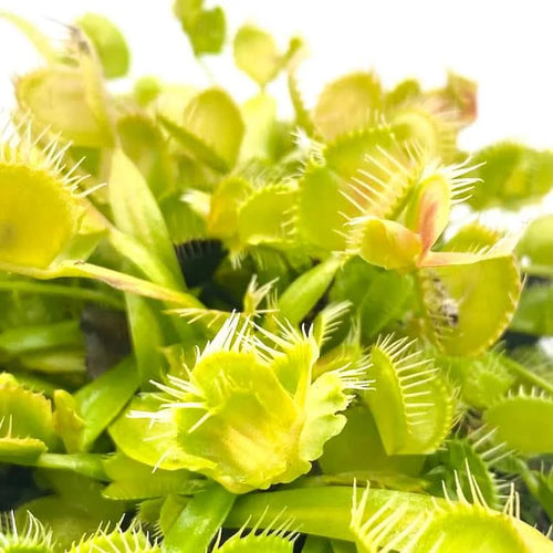 Dionaea muscipula “Mirror“ 大森食虫植物農園