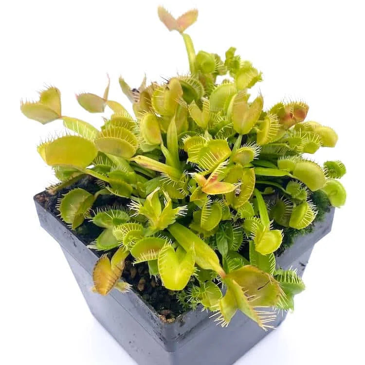 Dionaea muscipula „Mirror“ 大森食虫植物農園