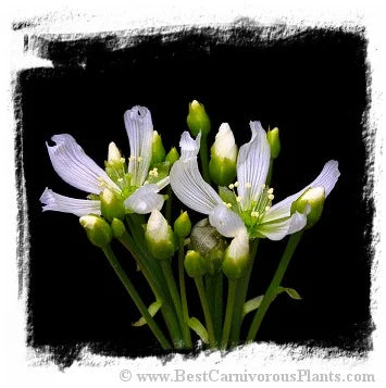 Dionaea muscipula {Mix of Giant Clones} / 3株の苗, 2-6 cm 大森食虫植物農園