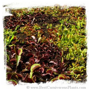 Dionaea muscipula {Mix of different forms} [BCP ID# S077] (50粒の種子) 大森食虫植物農園