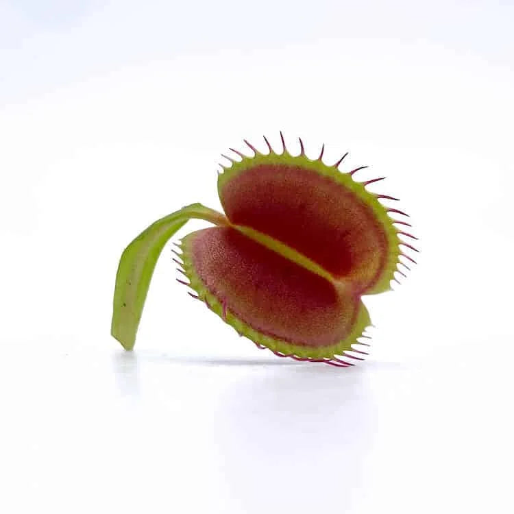 Dionaea muscipula „Monkey Ass“ 大森食虫植物農園
