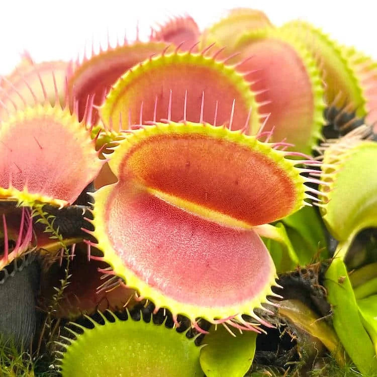 Dionaea muscipula „Monkey Ass“ 大森食虫植物農園