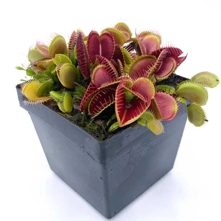 Dionaea muscipula “Monkey Ass“ 大森食虫植物農園