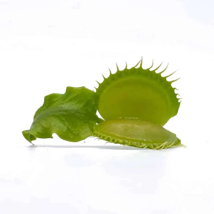 Dionaea muscipula „Moon Trap“ 大森食虫植物農園