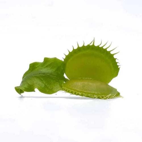 Dionaea muscipula “Moon Trap“ 大森食虫植物農園