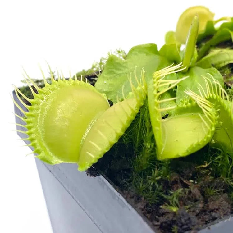 Dionaea muscipula „Moon Trap“ 大森食虫植物農園
