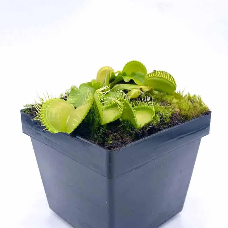 Dionaea muscipula „Moon Trap“ 大森食虫植物農園