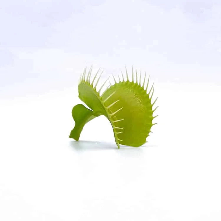 Dionaea muscipula „Olive Green“ 大森食虫植物農園