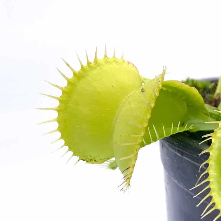 Dionaea muscipula „Olive Green“ 大森食虫植物農園