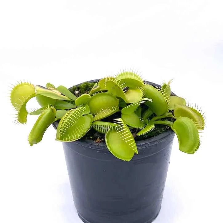 Dionaea muscipula “Olive Green“ 大森食虫植物農園