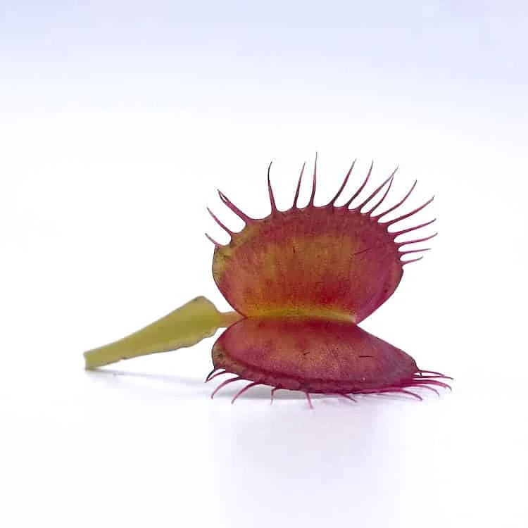 Dionaea muscipula „Paradisia“ 大森食虫植物農園
