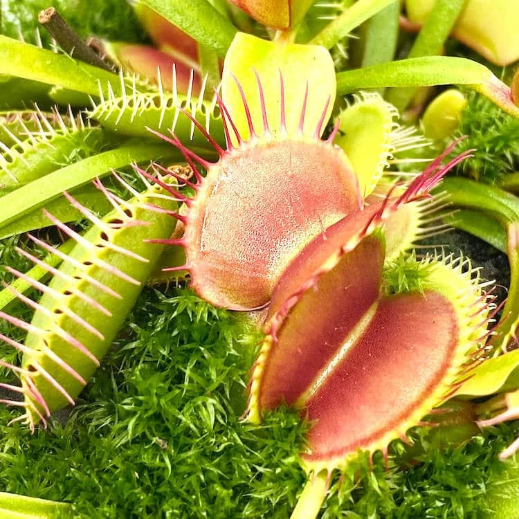 Dionaea muscipula „Paradisia“ 大森食虫植物農園