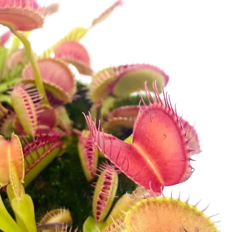 Dionaea muscipula „Paradisia“ 大森食虫植物農園