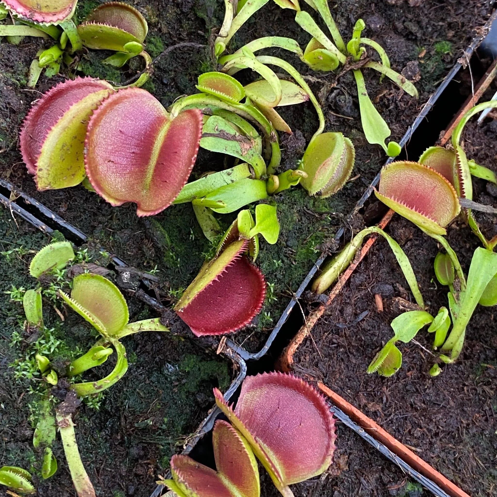 Dionaea muscipula „Periscope“ 大森食虫植物農園