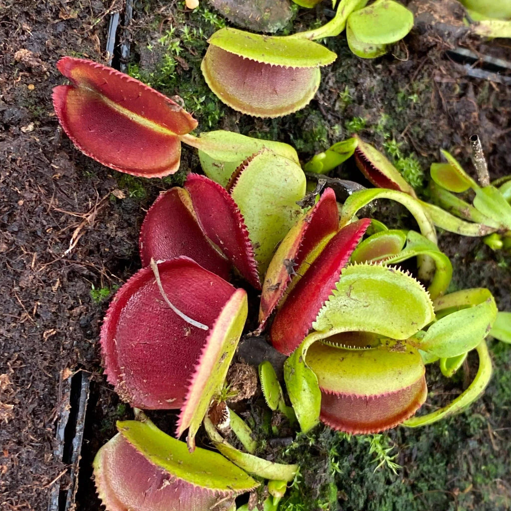Dionaea muscipula “Periscope“ 大森食虫植物農園
