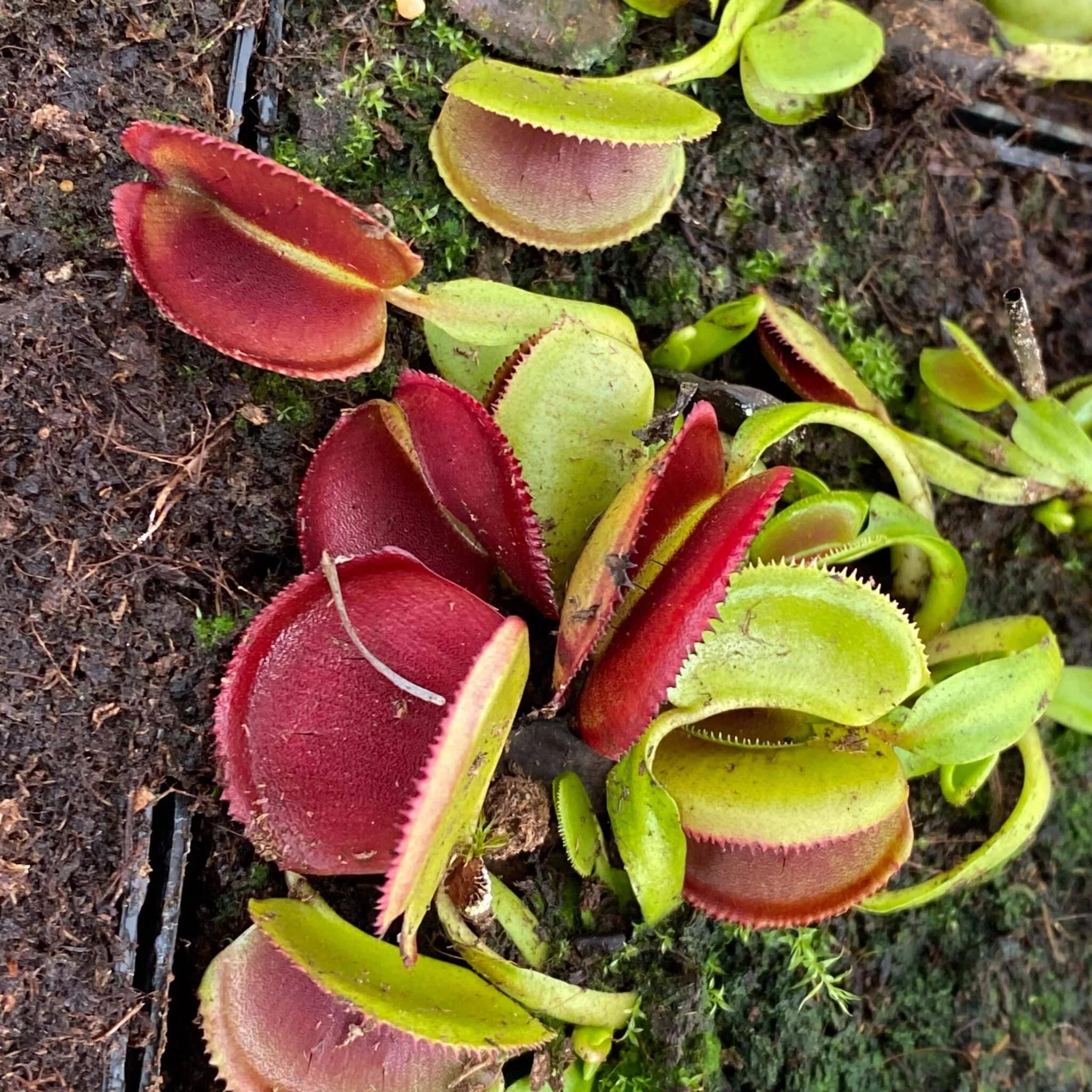 Dionaea muscipula “Periscope“ 大森食虫植物農園
