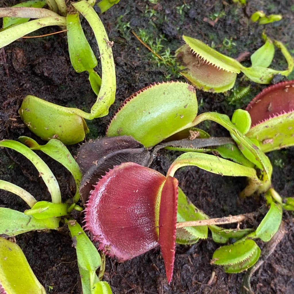 Dionaea muscipula „Periscope“ 大森食虫植物農園