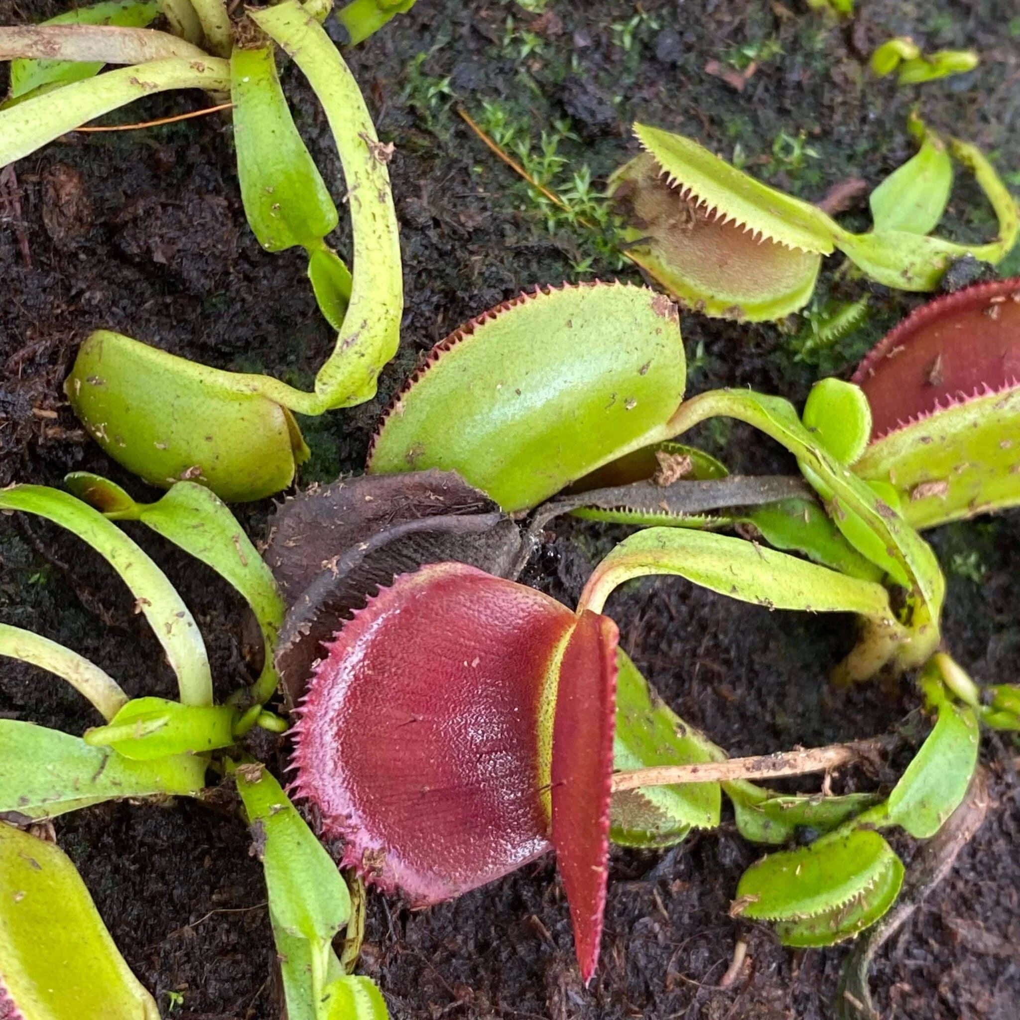 Dionaea muscipula „Periscope“ 大森食虫植物農園