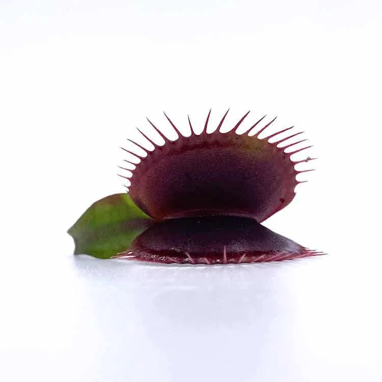 Dionaea muscipula „Petite Dragon“ 大森食虫植物農園