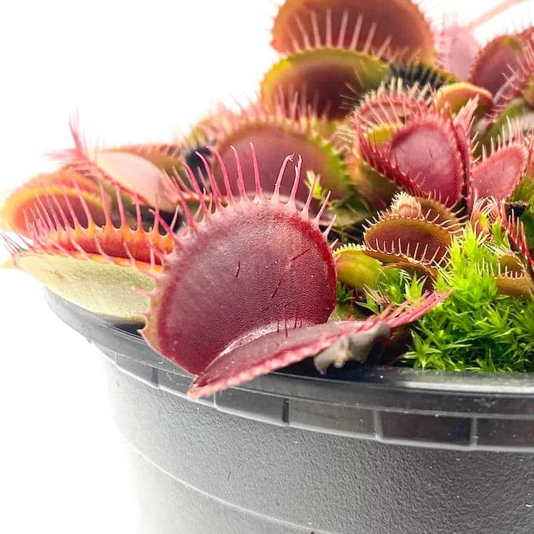 Dionaea muscipula „Petite Dragon“ 大森食虫植物農園