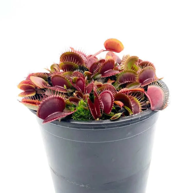 Dionaea muscipula “Petite Dragon“ 大森食虫植物農園
