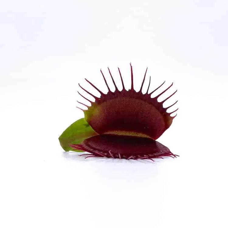 Dionaea muscipula “Phalanx“ 大森食虫植物農園